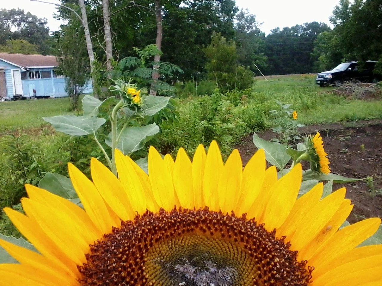 Sweetgrass Garden Coop Logo Hebron Zion Emergency Food Pantry